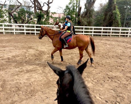 Weekend Horse-Riding at Lo Wu Saddle Club